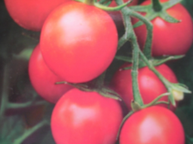  Cherry Tomato Seeds India